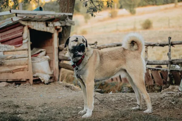 How GPS Pet Trackers Actually Work